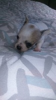 CHIOT